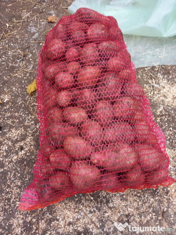 Vartofi rosu si samanta