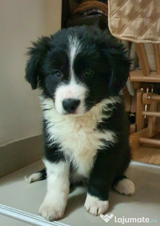 Border Collie Adorabili