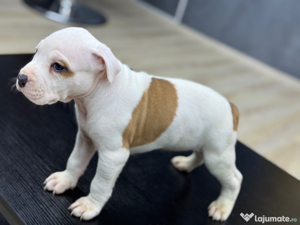 !!! Amstaff rasa pura !!!