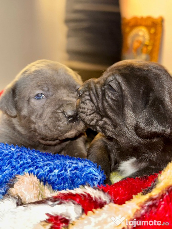 Cățeluși Cane Corso cu pedigree tip A