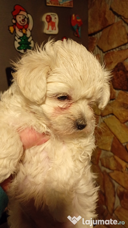 Căței bishon maltez