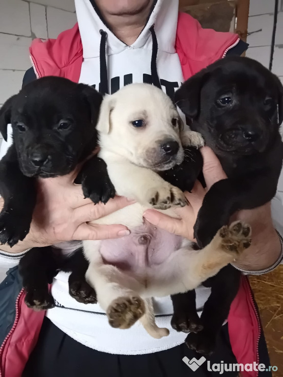 Pui labrador Retriver