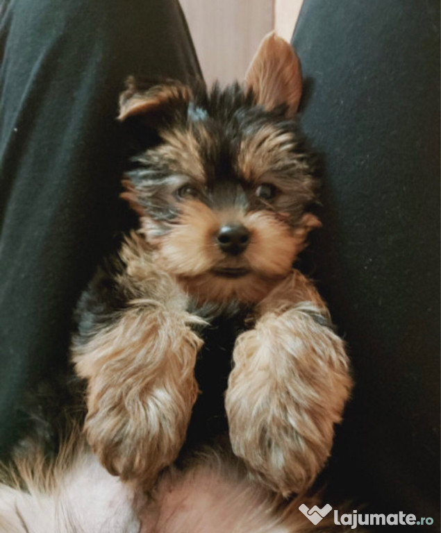 Yorkshire terrier complet vaccinat