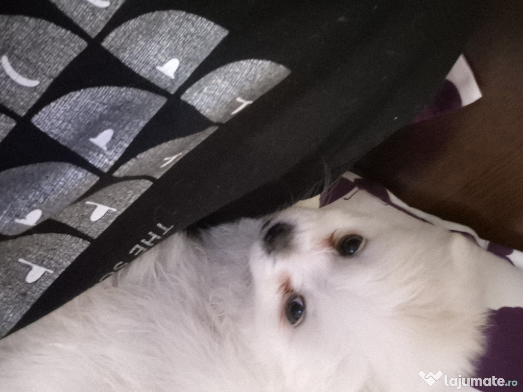 Bichon fetita 7 saptamani