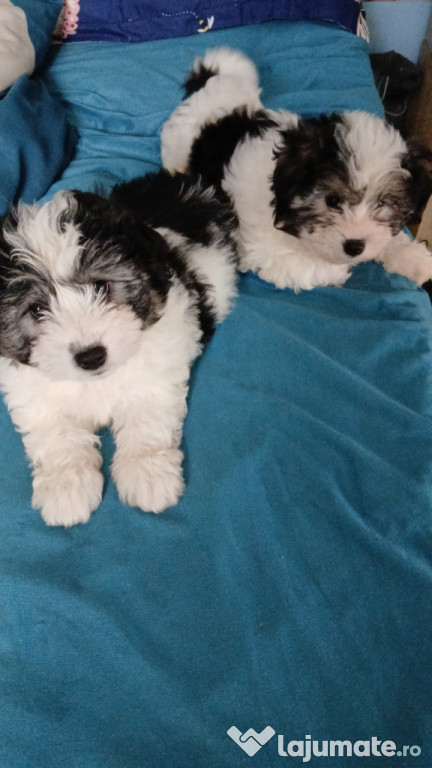 Bishon fetita si baiat