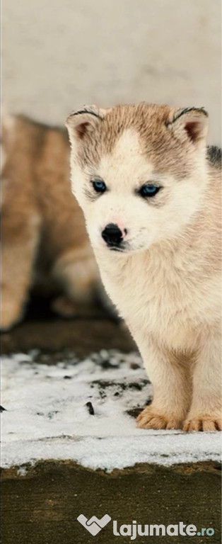 Pui Husky Siberian