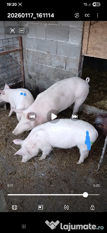 De vanzare cei insemnati