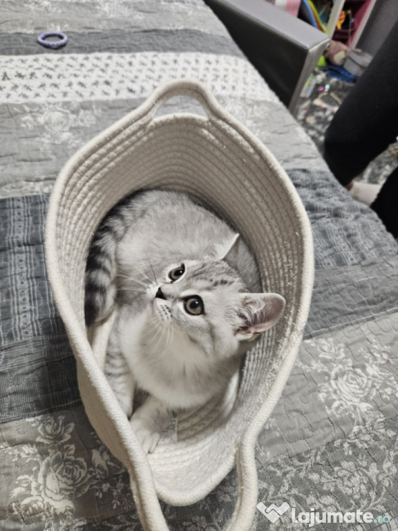 Pui pisica british silver tabby 2.5 luni
