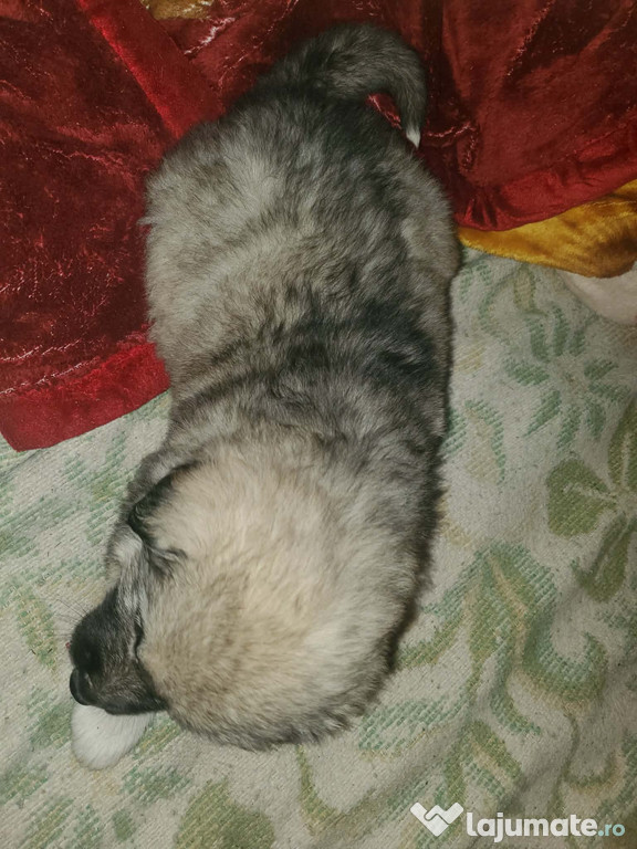 Vând pui ciobănesc caucazian