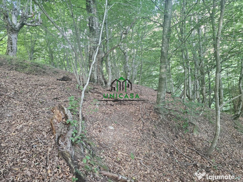 Teren extravilan cu potential turistic - Brezoi