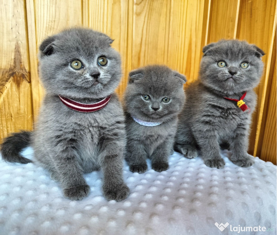 Scottish fold pui