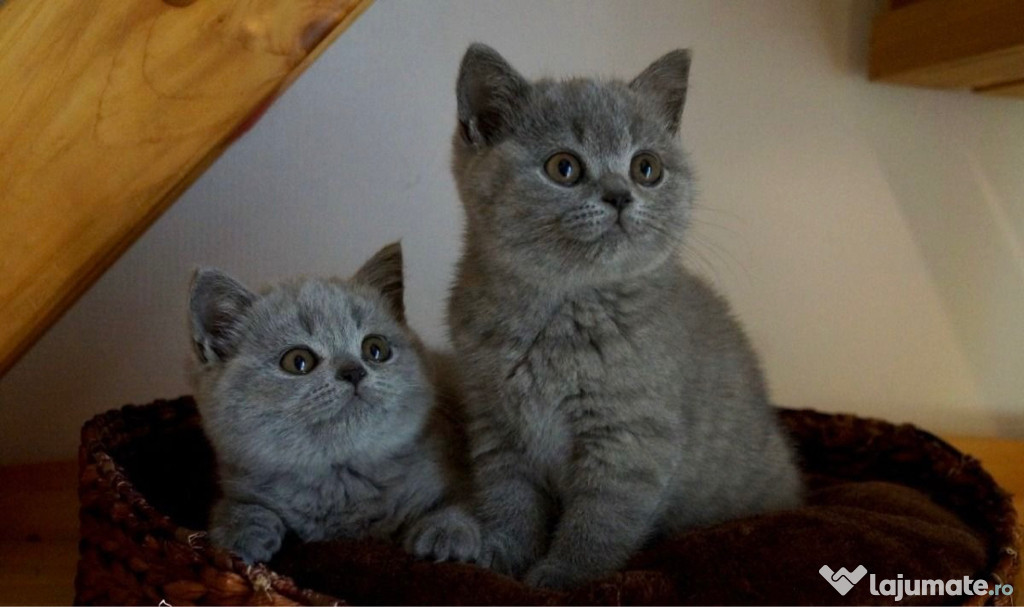 British shorthair