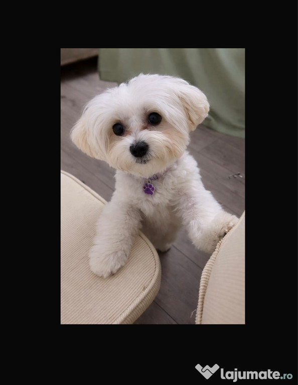 Vand cățelușă bichon