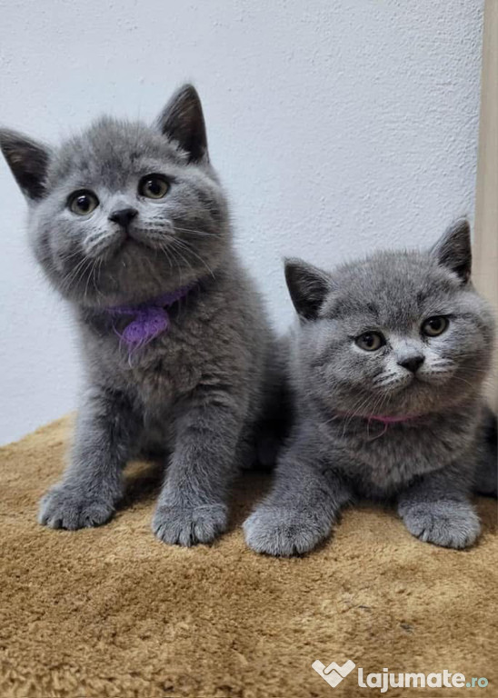 British shorthair blue
