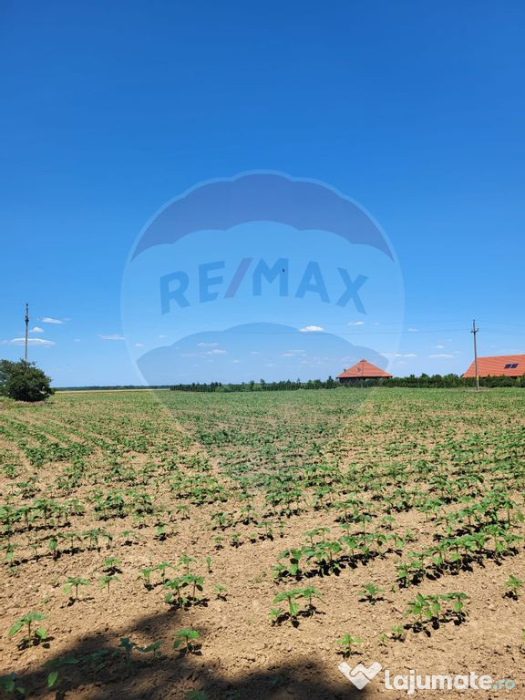 Teren intravilan 5,000 mp Peris IF