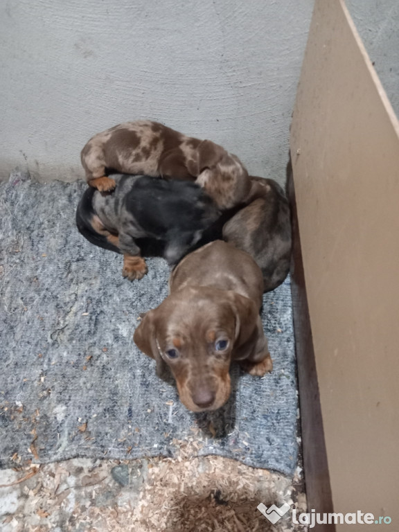 Căței teckel/techel/Dachshund/tekel