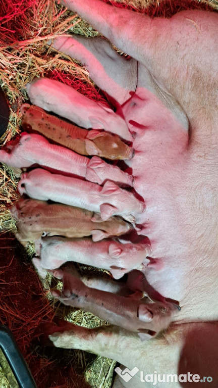 Duroc,Marele alb landras