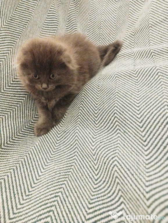 Fetita adorabila Scottish Fold Longhair cauta casuta