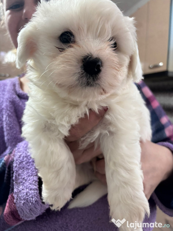 Bichon Maltez băieței