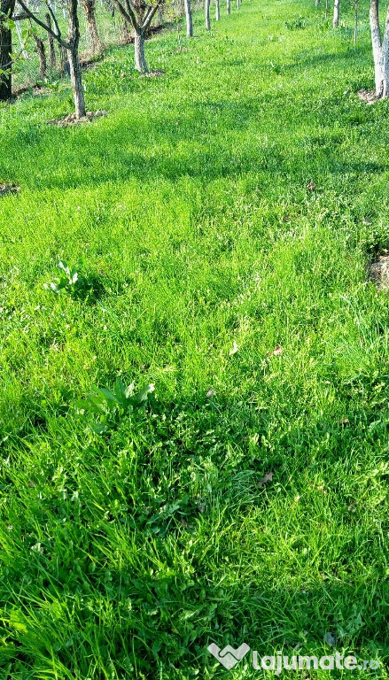 Iarba gratis pentru persoanele cu animale