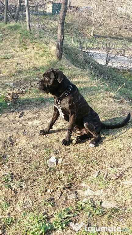 Cane corso