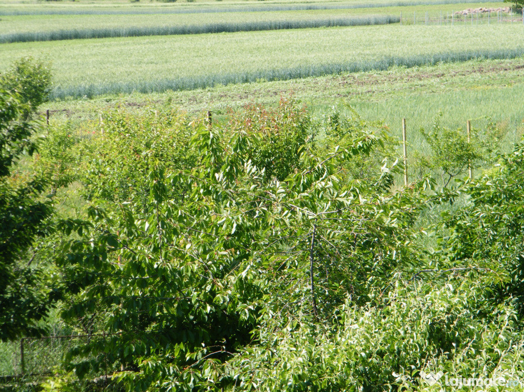 Teren Cocani-Crevedia-Dambovita 500mp