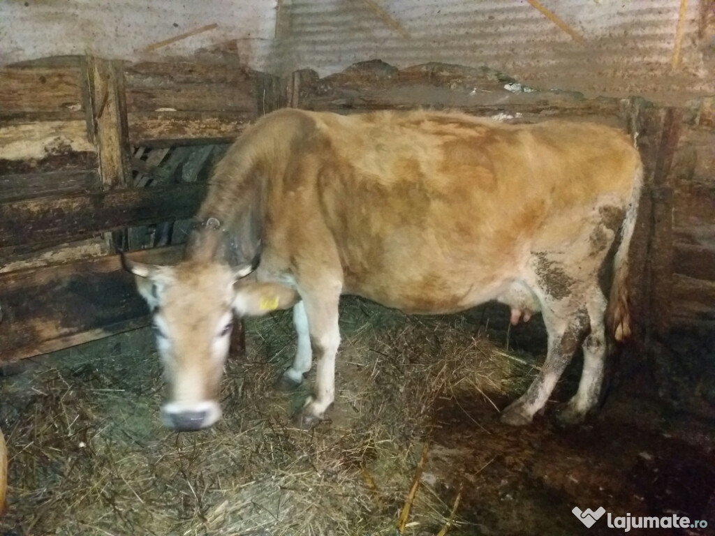Băltată românească bună de lapte