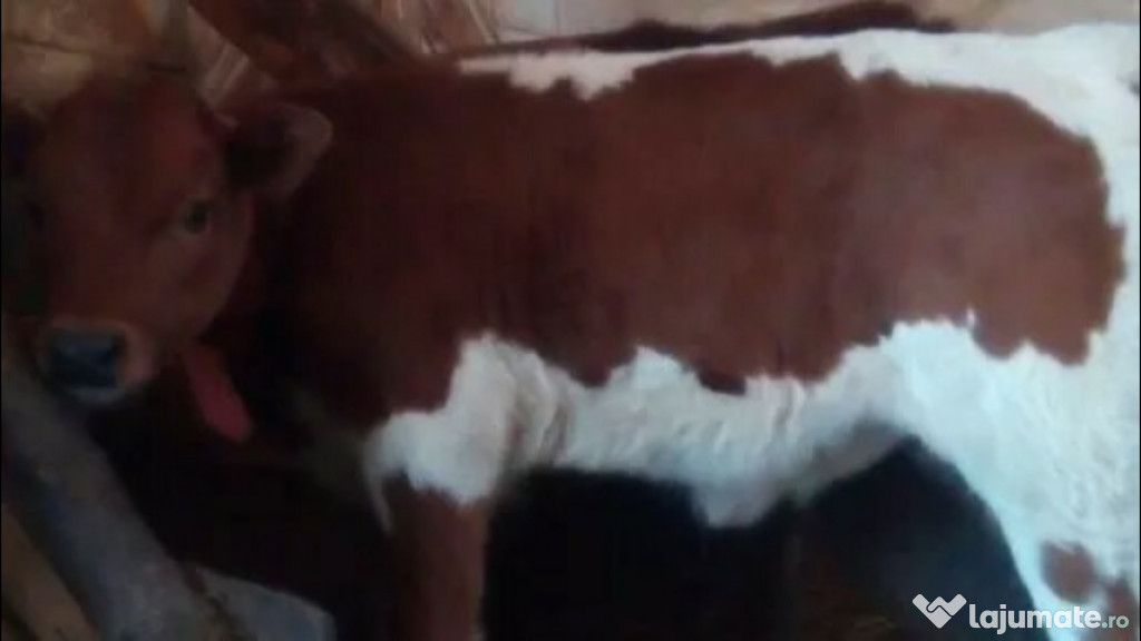 Vaca cu lapte