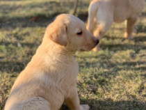 Botosani Animale De Companie Lajumate Ro Anunturi Gratuite