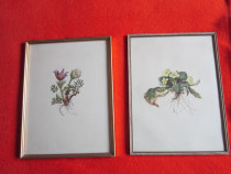 Tablouri botanice vintage-Anemone si Primrose-vintage-cadou