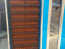 Incubatoare de 600 oua automate