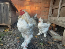 Familie de găini brahma originale
