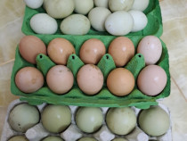 Oua pentru incubator araucana , ameraucana