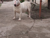 Bull terrier femela