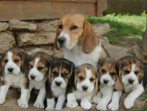 Beagle tricolori, rasa pura, 2 luni, carnet de sanatate