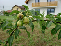 Casa individuala, 155 mp utili, 692 mp teren, Cornesti-Mihai