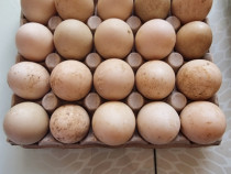 Ouă de rate mute pentru incubat