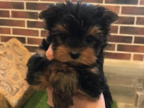 Yorkshire terrier mini toy