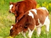 Vaca și doua juninci
