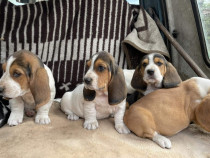 Pui basset hound