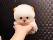 Pomeranian toy de buzunar