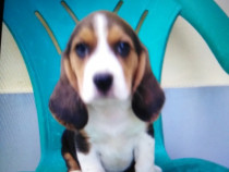 Beagle 2 luni Femelă