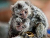 Maimuțe marmoset masculi și femele disponibile