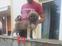 Kangal  femele top