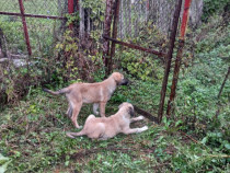 Kangal femelă 3 luni