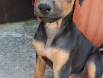 Pui de Doberman.