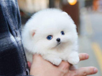 Pomeranian mini boo