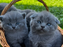 Pui British Shorthair și Scottish Fold