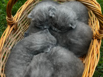 Pui British Shorthair și Scottish Fold