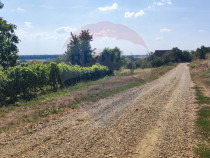 Loc de casa si teren cultivat cu vita de vie 1,28 Ha Sant...